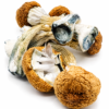 Blue Meanie Magic Mushrooms