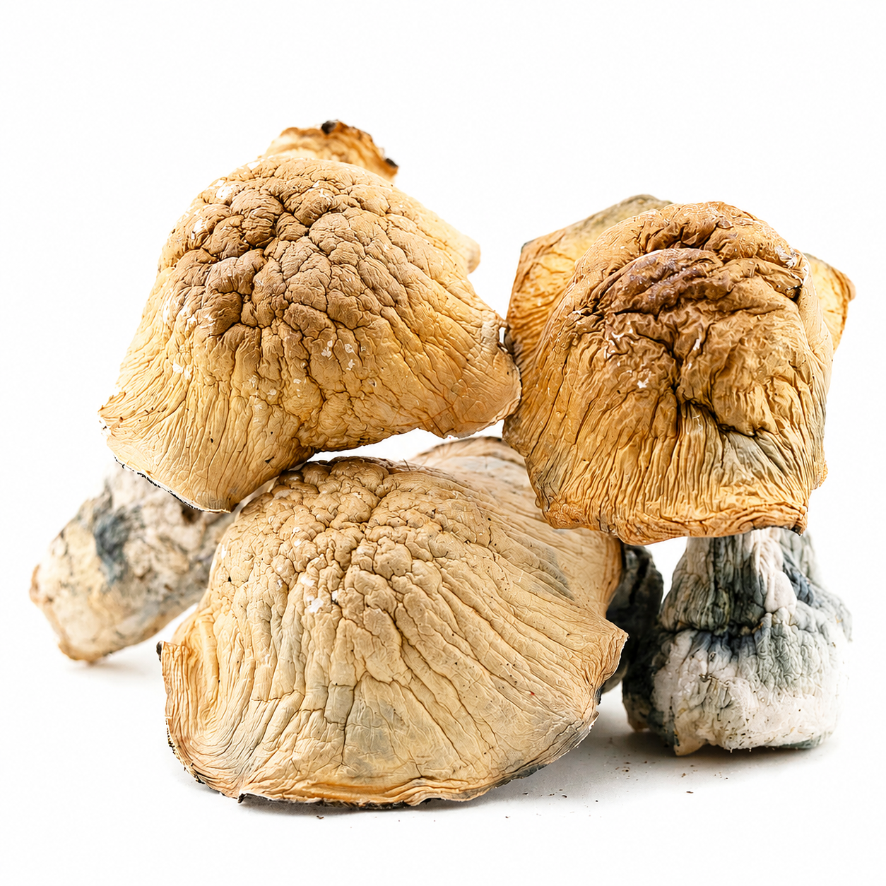 Texas Yellow Caps Magic Mushrooms